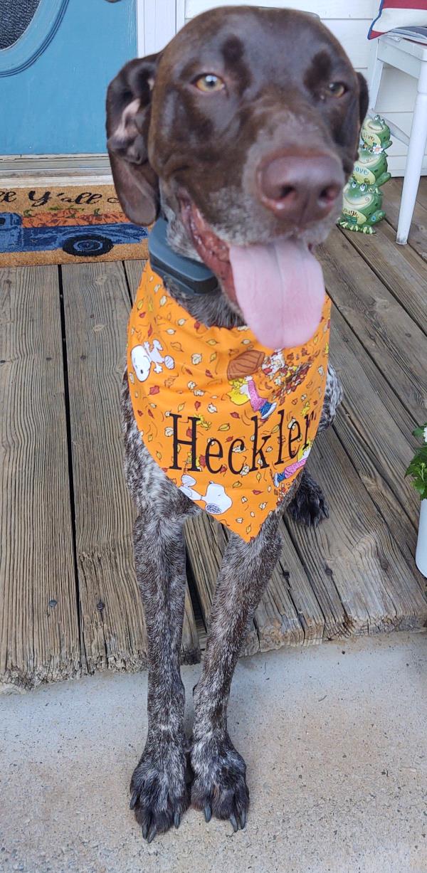 /Images/uploads/Southeast German Shorthaired Pointer Rescue/segspcalendarcontest/entries/31177thumb.jpg